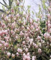 MAGNOLIA POŚREDNIA