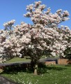 MAGNOLIA POŚREDNIA