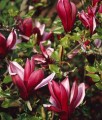 MAGNOLIA PURPUROWA NIGRA W DONICY