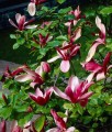 MAGNOLIA PURPUROWA NIGRA W DONICY