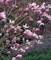 MAGNOLIA RANDY