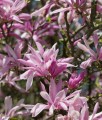 MAGNOLIA RICKI