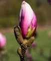 MAGNOLIA RICKI