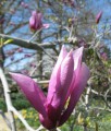 MAGNOLIA RICKI
