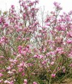 MAGNOLIA RICKI