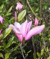 MAGNOLIA RICKI