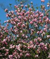 MAGNOLIA RICKI