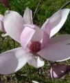 MAGNOLIA ROYAL CROWN