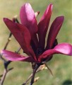 MAGNOLIA SUSAN