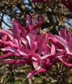MAGNOLIA SUSAN