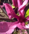 MAGNOLIA SUSAN