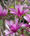 MAGNOLIA SUSAN