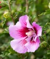 HIBISKUS MAIKE - KETMIA SYRYJSKA