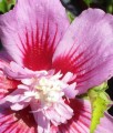 HIBISKUS MAIKE - KETMIA SYRYJSKA