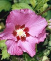 HIBISKUS PINK GIANT - KETMIA SYRYJSKA