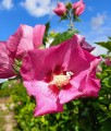HIBISKUS PINK GIANT - KETMIA SYRYJSKA