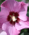 HIBISKUS PINK GIANT - KETMIA SYRYJSKA