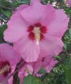 HIBISKUS PINK GIANT - KETMIA SYRYJSKA
