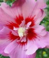 HIBISKUS PINK GIANT - KETMIA SYRYJSKA