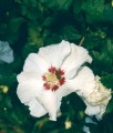 HIBISKUS RED HEART - KETMIA SYRYJSKA
