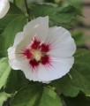 HIBISKUS RED HEART - KETMIA SYRYJSKA
