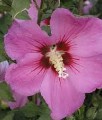 HIBISKUS RUSSIAN VIOLET FLORU