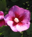 HIBISKUS RUSSIAN VIOLET FLORU