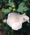 HIBISKUS WILLIAM R. SMITH - KETMIA SYRYJSKA