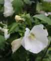 HIBISKUS WILLIAM R. SMITH - KETMIA SYRYJSKA