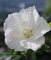 HIBISKUS WILLIAM R. SMITH - KETMIA SYRYJSKA