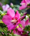 HIBISKUS WOODBRIDGE - KETMIA SYRYJSKA