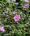 HIBISKUS ARDENS - KETMIA SYRYJSKA