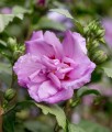 HIBISKUS ARDENS - KETMIA SYRYJSKA