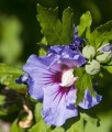 HIBISKUS MARINA - KETMIA SYRYJSKA