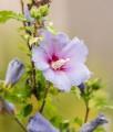 HIBISKUS MARINA - KETMIA SYRYJSKA