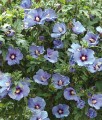 HIBISKUS MARINA - KETMIA SYRYJSKA