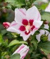 HIBISKUS MATHILDE - KETMIA SYRYJSKA