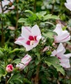 HIBISKUS MATHILDE - KETMIA SYRYJSKA
