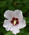 HIBISKUS MATHILDE - KETMIA SYRYJSKA