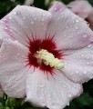 HIBISKUS MATHILDE - KETMIA SYRYJSKA