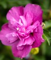 HIBISKUS PURPLE RUFFLES SANJOYO - KETMIA SYRYJSKA.jpg