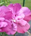 HIBISKUS PURPLE RUFFLES SANJOYO - KETMIA SYRYJSKA