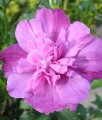 HIBISKUS PURPLE RUFFLES SANJOYO - KETMIA SYRYJSKA