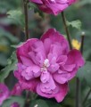 HIBISKUS PURPLE RUFFLES SANJOYO - KETMIA SYRYJSKA
