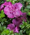 HIBISKUS PURPLE RUFFLES SANJOYO - KETMIA SYRYJSKA