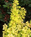 Berberys Thunberga Maria