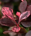 BERBERYS THUNBERGA ROSE GLOW