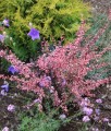 BERBERYS THUNBERGA ROSE GLOW
