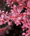 BERBERYS THUNBERGA ROSE GLOW