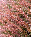 BERBERYS THUNBERGA ROSE GLOW